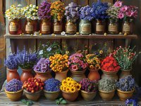 Colorful garden flowers arranged in rustic pots and vintage mason jars on wooden shelves, creating a charming farmhouse display perfect for home decor, gardening, and floral design inspiration.
