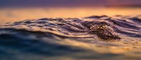 Ocean waves at sunset with golden light reflecting on water surface creating peaceful seascape with warm purple and orange sky colors.