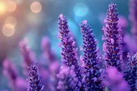 Purple lavender flowers blooming in garden with soft bokeh lights background creating dreamy romantic atmosphere for wellness and aromatherapy concepts.