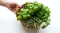 Fresh herbs in wicker basket held by hand including basil, parsley, rosemary and thyme for cooking, culinary ingredients and healthy organic food preparation.