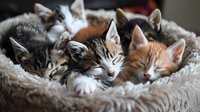 Adorable kittens sleeping together in cozy plush bed, showing different fur colors and patterns. Sweet peaceful moment of cuddling cats captures tender pet care.