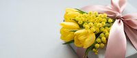 Yellow tulips and mimosa flowers bouquet with pink ribbon bow on white background for spring celebration and Women's Day greeting card design.