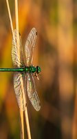 Green dragonfly with iridescent wings perched on reed stem in warm autumn light with blurred natural background for nature and wildlife projects.
