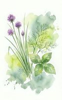 Watercolor herbs and flowers with purple chive blossoms, dill and basil leaves on white background. Fresh culinary plants botanical illustration.