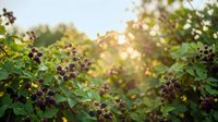 Fresh blackberry bushes with ripe dark berries growing in natural garden setting with warm golden sunlight filtering through green foliage during harvest season.