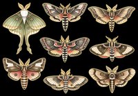Collection of detailed moth illustrations in earthy tones, isolated on transparent background. Ready for stickers, t-shirt design, print on demand, and sublimation projects.