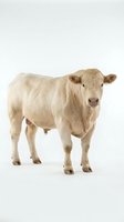 Cream-colored beef cattle standing in studio against white background, displaying full body profile for livestock farming, agriculture, and ranching industry use.