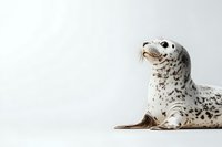 Spotted seal lying on white background, side view portrait of marine mammal with distinctive pattern and whiskers, isolated wildlife photography for conservation.