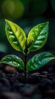 Young green plant seedling with water droplets growing from dark soil in natural sunlight for environmental and growth concepts.