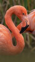Vibrant coral-pink flamingo with curved neck and black beak in profile, ideal for wildlife and nature editorial projects.