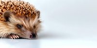 Curious hedgehog close-up on white background, showing spiky texture and cute nose detail. Isolated pet portrait with copy space for nature and wildlife designs.