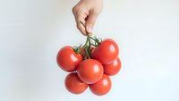 Hand holding fresh red tomatoes on vine against white background for healthy cooking and organic food concepts.