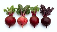 Four fresh red beets with green tops arranged in a row on white background, isolated, showcasing natural organic produce for food and health design.