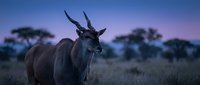 Majestic eland antelope standing in African savanna grassland during purple twilight hour with acacia trees silhouetted against dramatic sky for wildlife photography.