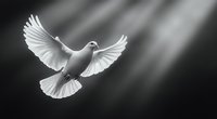 White dove with spread wings flying in dramatic light rays against dark background, monochrome artistic nature photography capturing peace and spirituality.