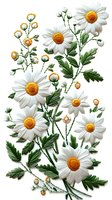 Beautiful vintage botanical illustration of white daisies with yellow centers and green leaves, perfect for nature-themed designs and educational materials. Isolated on white background.