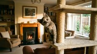 Young tabby cat climbing on multi-level sisal rope cat tree in cozy living room with fireplace, windows and warm lighting. Suitable for pet care, home decor and feline lifestyle content.