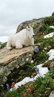 Mountain goat resting on rocky ledge surrounded by alpine wildflowers and snow patches in natural wilderness habitat.