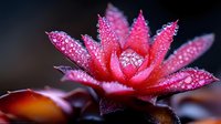 Pink succulent plant with water drops on petals against dark background, macro photography showing detailed texture and morning dew in natural light.