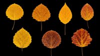 Autumn leaves in various shades of yellow, orange, and brown isolated on transparent background. Ready for clipart, t-shirt design, stickers, sublimation, print-on-demand products and digital crafts.