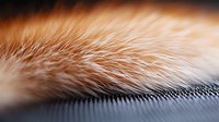 Extreme close up macro photography of ginger cat fur texture against dark background showing detailed hair strands and soft focus depth of field effect.