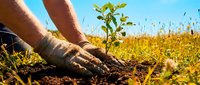 Hands planting young green seedling in rich soil outdoors. Environmental conservation, reforestation and sustainable agriculture concept for Earth Day.