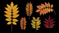 Autumn rowan leaves set in orange, yellow, and red tones, isolated on transparent background. Ready for T-shirt design, stickers, clipart, sublimation, and print on demand.