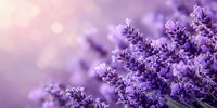 Lavender flowers in soft purple hues with dreamy bokeh background creating peaceful aromatherapy and wellness atmosphere for spa and relaxation concepts.