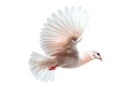 Graceful white dove in flight with spread wings against pure white background, captured in soft natural lighting showing delicate feather details and peaceful expression.