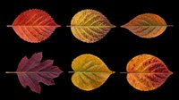 Autumn leaves in various shades of red, orange, yellow, and burgundy isolated on transparent background. Ready for design use including t-shirts, clipart, stickers, sublimation, and print-on-demand products.