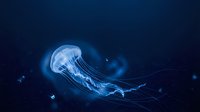 Translucent jellyfish floating gracefully through deep blue ocean water with flowing tentacles and bioluminescent glow creating ethereal underwater scene.