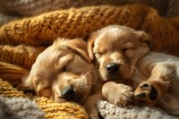 Two sleeping golden retriever puppies cuddled together under cozy knitted blanket, creating heartwarming scene of peaceful rest and companionship.