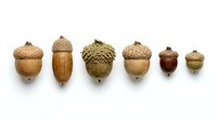 Isolated acorns in various natural brown and green tones arranged in a row on white background, suitable for autumn designs, nature graphics, and seasonal projects.