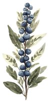Watercolor branch of ripe blueberries with sage green leaves on white background, botanical art style illustration for nature-inspired designs.