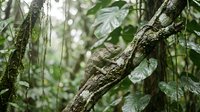 Green iguana camouflaged on tree branch in lush tropical rainforest with dense foliage creating natural wildlife habitat for reptile species.