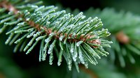 Frost covered pine needles on evergreen branch with morning dew drops creating crystalline winter effect against dark green background. Nature macro photography.