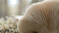 Fresh oyster mushroom with detailed gills in natural forest setting. Organic fungi growing on wood substrate for culinary and agricultural concepts.