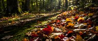 Autumn forest floor covered with fallen leaves in warm red, orange, and golden tones, dappled sunlight filtering through dense tree canopy, natural woodland setting.