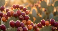 Prickly pear cactus fruits glowing in warm golden sunlight with soft bokeh background creating dreamy desert atmosphere for natural wellness concepts.