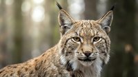 Eurasian lynx portrait with piercing amber eyes and distinctive ear tufts in natural forest habitat for wildlife photography and nature conservation projects.