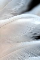 Delicate white feather macro showing soft texture and gentle curves with light and shadow play. Subtle pink undertones create ethereal atmosphere.