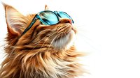 Ginger cat wearing blue sunglasses looking up with confident expression. Long-haired feline with stylish accessories against white background for pet fashion and humor concepts.