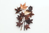 Dried autumn maple leaves and star anise arranged on white background in minimalist botanical composition, natural organic elements for seasonal decor.
