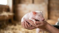 Young piglet held in farmer's hands at livestock farm, representing animal husbandry, agriculture, and sustainable farming practices for agricultural industry use.