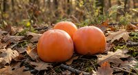 Three orange pumpkins nestled among fallen autumn leaves on forest floor, seasonal harvest decoration for Halloween and Thanksgiving celebrations.
