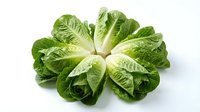 Fresh green romaine lettuce leaves arranged in circular pattern on white background isolated for healthy cooking and salad preparation designs.