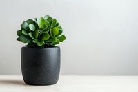 Green succulent plant in modern black ceramic pot on wooden surface against light neutral wall background, minimalist home decor styling.