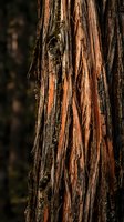 Weathered tree bark with deep vertical striations and natural texture, displaying warm brown and orange tones with moss growth. Suitable for backgrounds, nature designs, and woodland-themed projects.