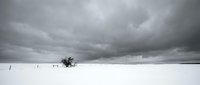 Dramatic stormy sky over pristine white snow field with bare tree in minimalist winter landscape composition for seasonal design projects.