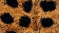 Detailed macro view of natural leopard fur pattern showing distinctive black rosettes on golden orange background, seamless wildlife texture for fashion design.
